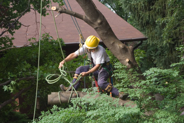 How Our Tree Care Process Works  in  Monticello, NY