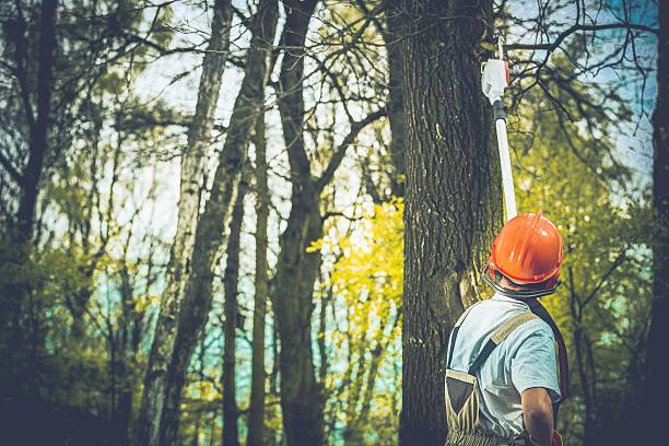 Reliable Monticello, NY Tree Care Solutions
