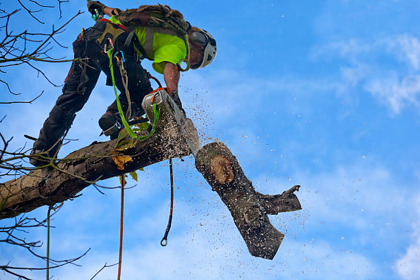 How Our Tree Care Process Works  in  Monticello, NY